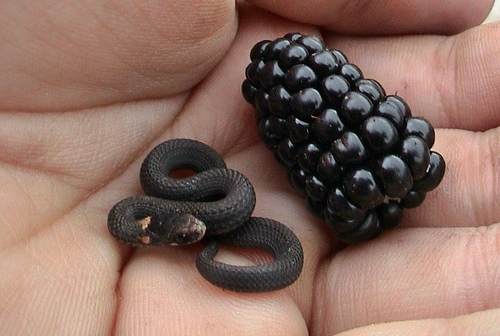 baby animals, baby snake and berry