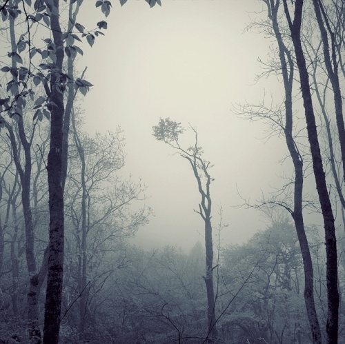fog, forest and grey