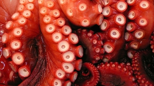 beautiful,  cephalopods and  octopus