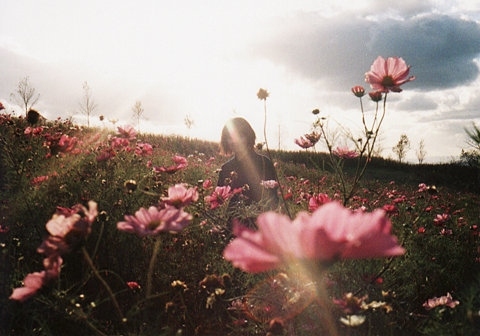 field, flower and in dreams