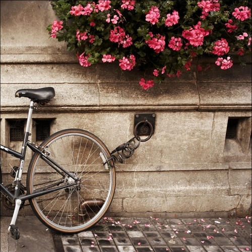 bicycle, bikes and flowers