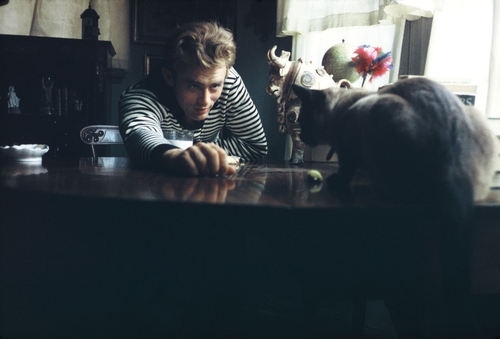 actor, cat and cats