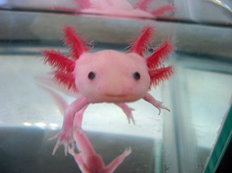 axolotl, cute and fish