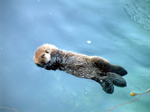 adorable, baby sea otter and cute