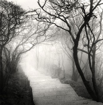 black and white, branches and fog