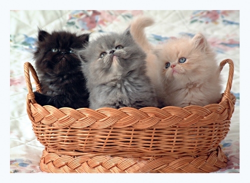 cat, cute and kitten