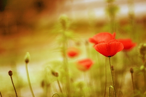 blossom, flower and nature