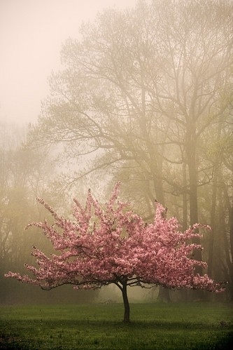 blossom, cherry and fog