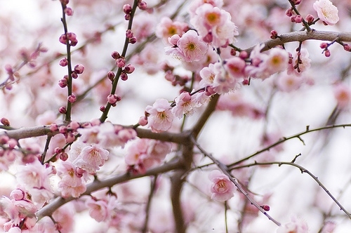 blossoms, flowers and pink