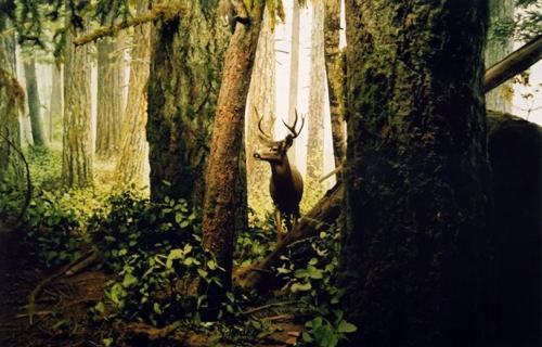 deer, forest and green