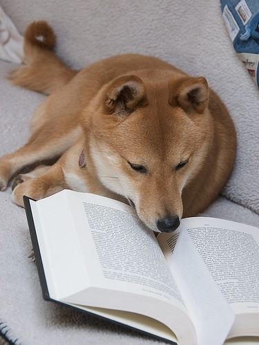 animals, book and cute