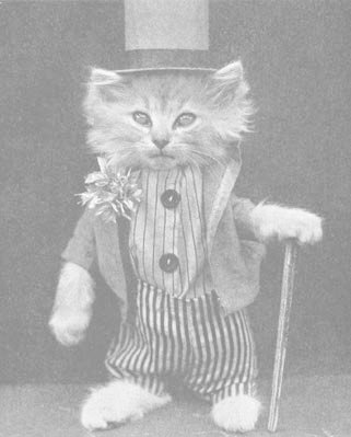 cane, cat and cats in clothes