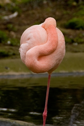 animal, bird and flamingo
