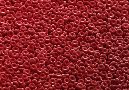 blood, blood cells and red blood cells