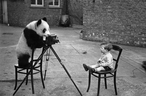 panda, pandas and photo cute