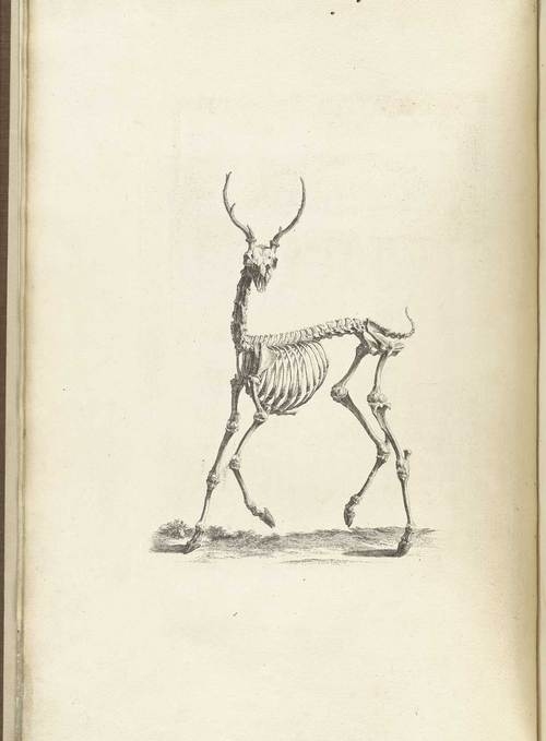 antlers, bones and deer
