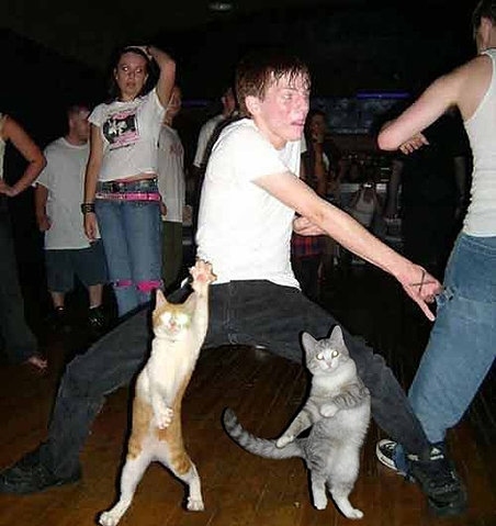 cat, dance and dancing
