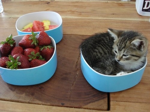 bowls, cat and cute