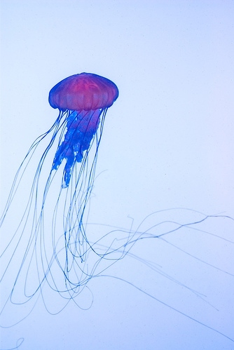 blue, delicate and jellyfish