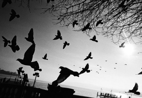 birds, black and black and white