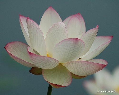 flower, lotus and macro