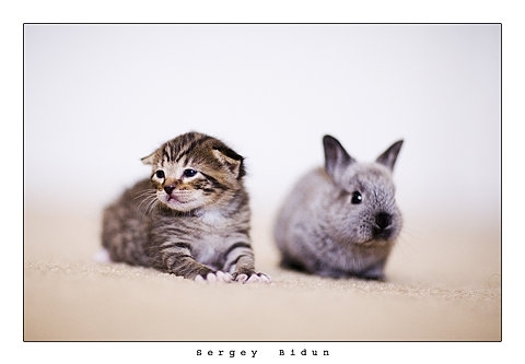 bunny, cat and cute