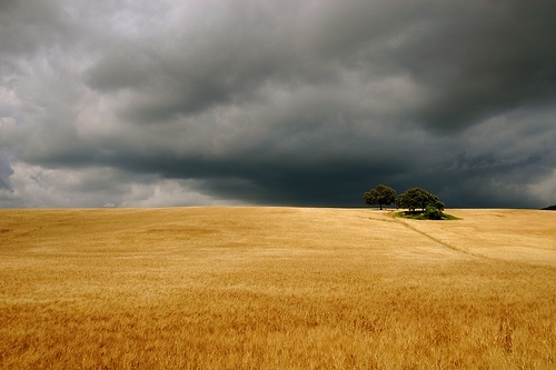 clouds, field and grain