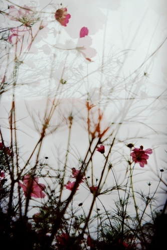 blurred, flora and flowers