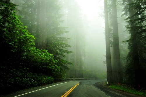 fog, green and road