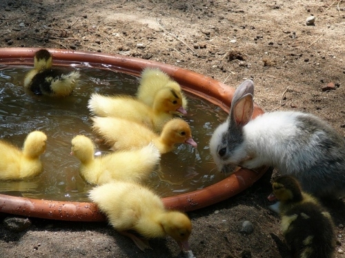 cute, djur and ducklings