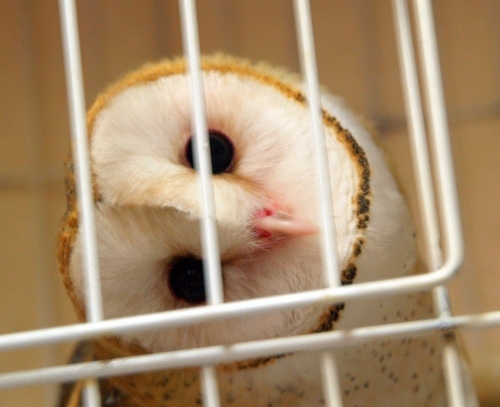 barn owl, bird and cage