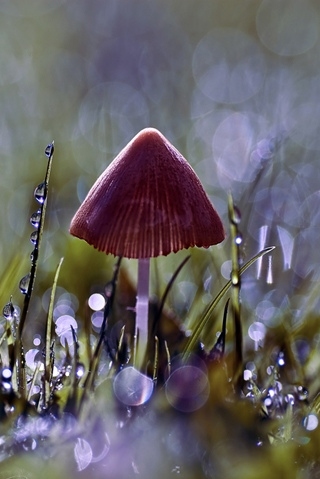 color, fungi and iphone