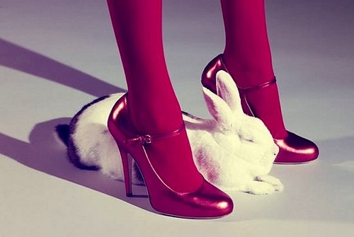 bunny, fashion and heels