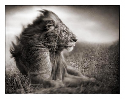 animal, black and white and lion