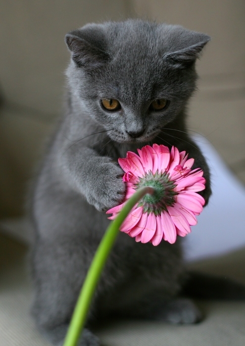 animals, cat and flower