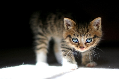 blue eyes, cat and curiosity