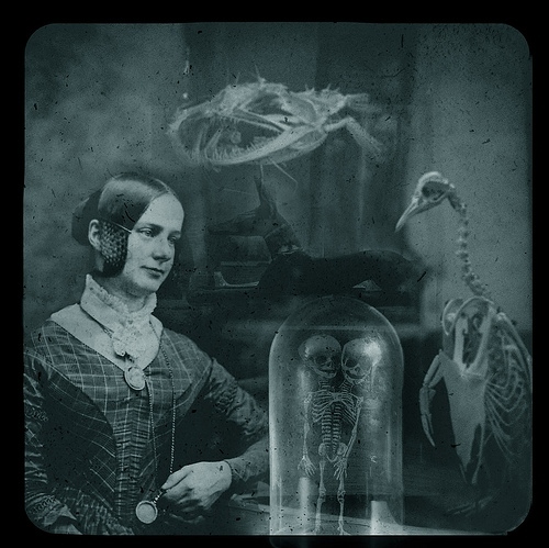 alchemy of remains, birds and bones