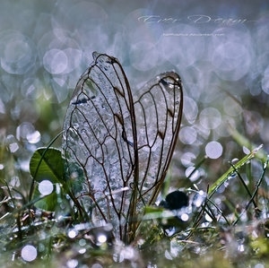 butterfly,  deviantart and  dew