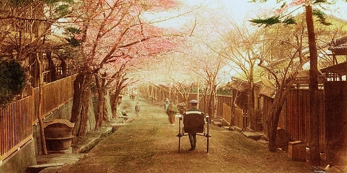 cherry blossoms,  dream and  japan