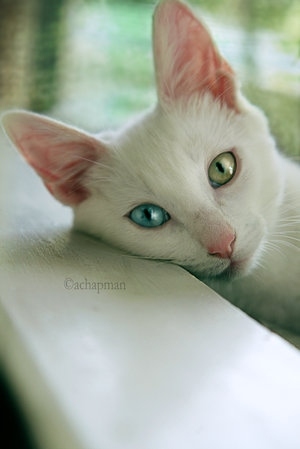 Cat Heterochromia