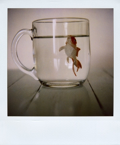 fish, glass and goldfish