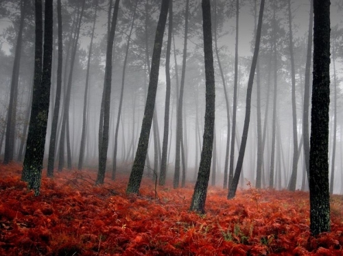 black, fog and forest