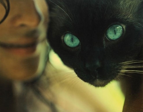 black, cat and cute
