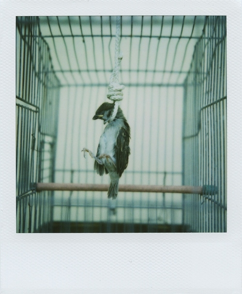 bird,  birl and  cage