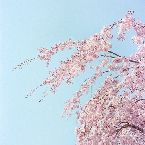 blue, cherry blossoms and flowers