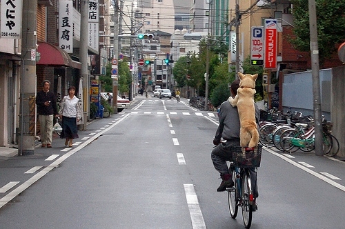 animal, bike and dog