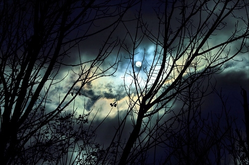 atmosphere, branches and clouds