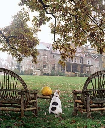 autumn, chairs and dog