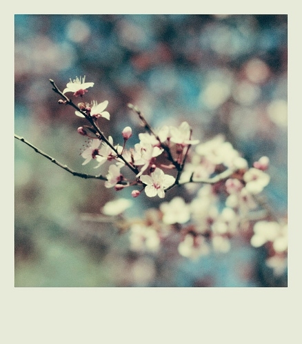 blooms, bokeh and cherry blossom