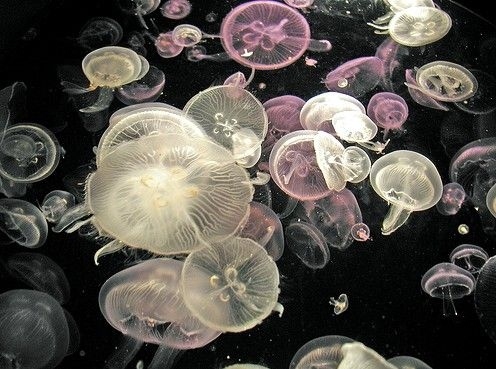 jellyfish, photography and pink